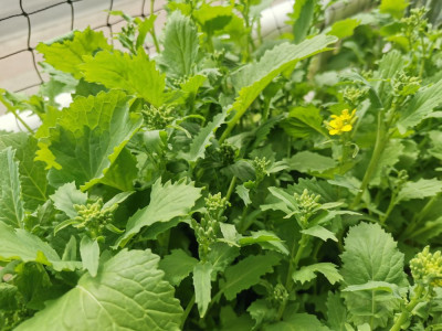 Cima di rapa 40d 20260404.jpeg