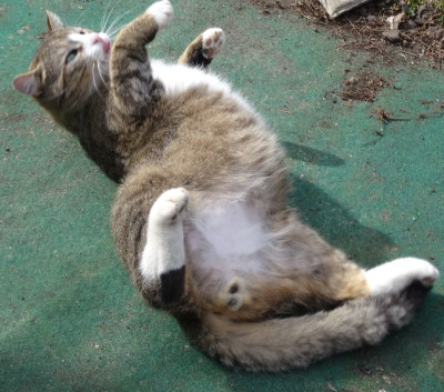 willie07.jpg