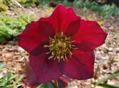 Helleborus 50-e-04 im Gegenlicht.jpg
