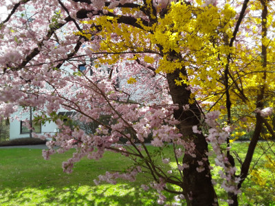 Forsythie unter der Zierkirsche