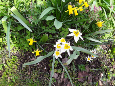 Tulipa turkestanica