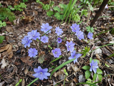 Hepatica 20260404 k.jpg