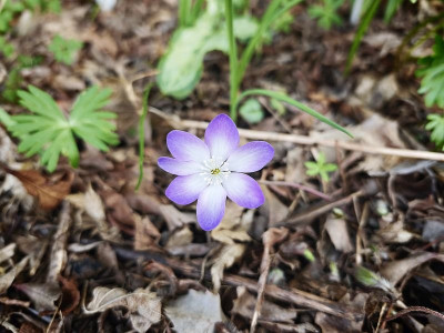 Hepatica Prof. Hildebrandt 20260404.jpg
