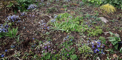 Hepatica MGP.jpg