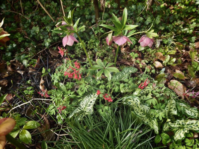 Helleborus und Corydalis 2026.jpg