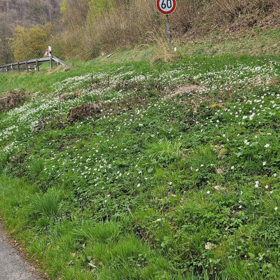 Buschwindröschen and der Steinach verkleinert 20260405_144701.jpg
