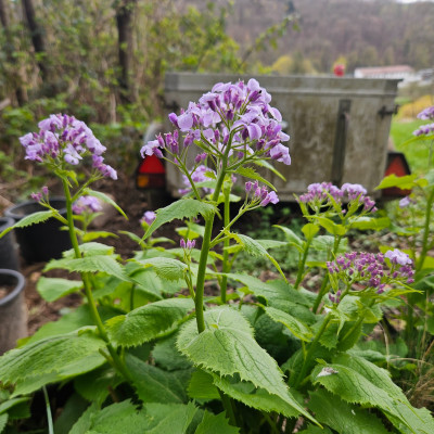 Lunaria rediviva Langeacker 20260401_134841.jpg