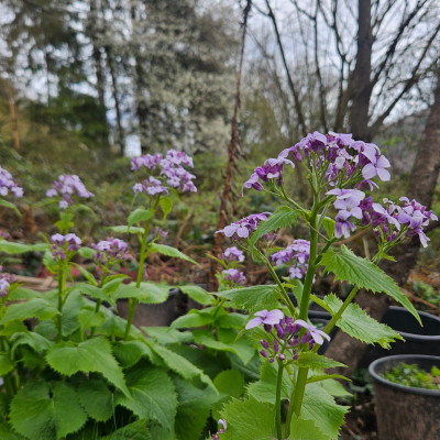 Lunaria rediviva Langeacker 20260401_132518.jpg