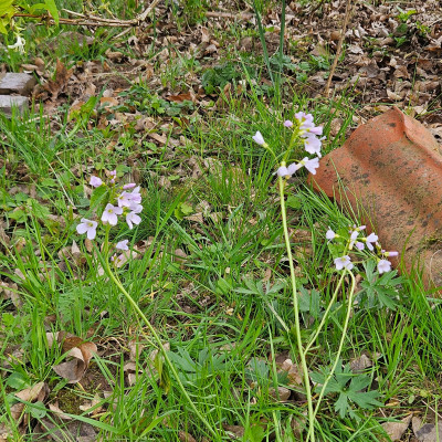 Cardamine pratensis 20260401_181626.jpg
