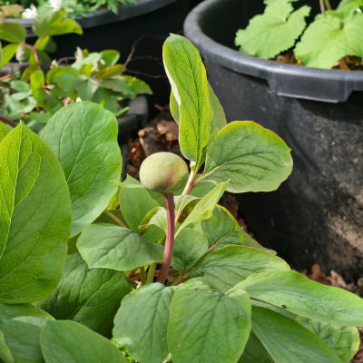 Paeonia mlokosewitschii 20260405_161417.jpg