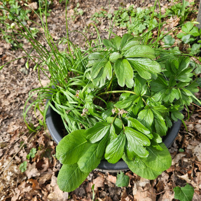 Paeonia peregrina20260405_161240.jpg