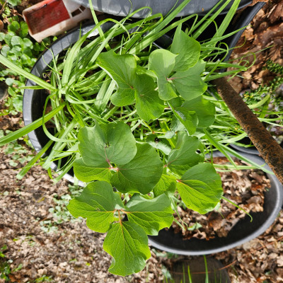 Paeonia mascula 20260405_161229.jpg