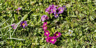 PRIMULA VULGARIS.jpg