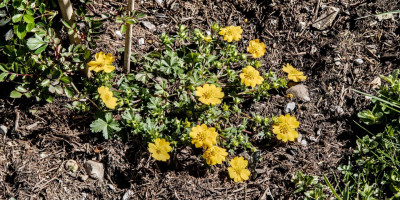 POTENTILLA CRANTZII GOLDRAUSCH.jpg