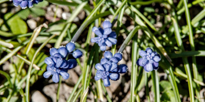 MUSCARI NEGLECTUM.jpg