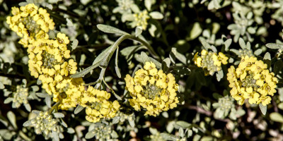 ALYSSUM MONTANUM BERGGOLD 1.jpg