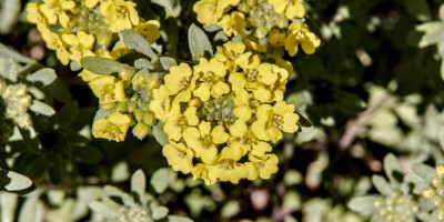 ALYSSUM MONTANUM BERGGOLD 2.jpg
