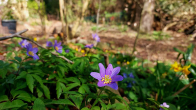 Anemone nemorosa "Royal  Blue"