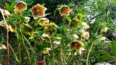 Helleborus x orientalis "Frühlingsleuchten"