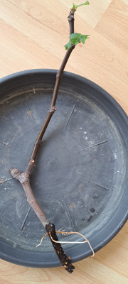Negronne in Wasser bewurzelt.jpg