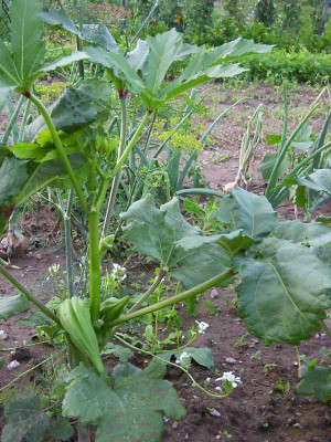 Okra_mit_Frucht_komp.jpg