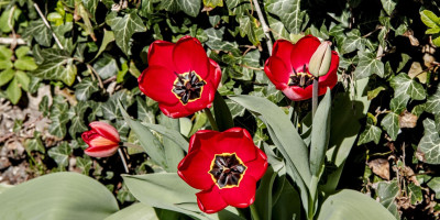 tulpe 1.jpg