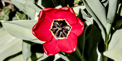 tulpe 2.jpg