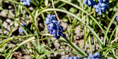 MUSCARI NEGLECTUM.jpg