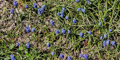 MUSCARI NEGLECTUM 2.jpg