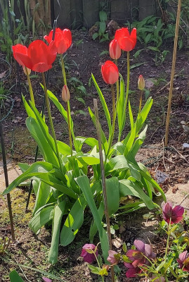 Tulpen von Aldi