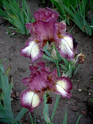 Irisbluete2008_250.jpg