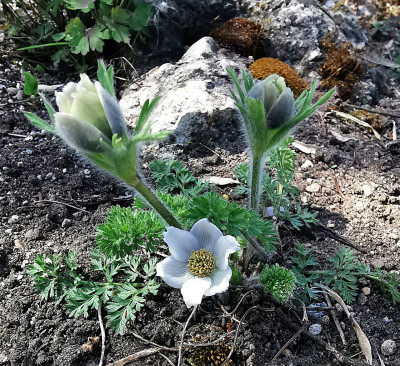 IMG_20260406_144515_Pulsatilla violacea.jpg