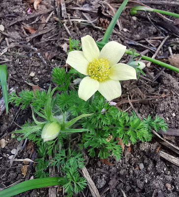 IMG_20260406_123940_Pulsatilla albana.jpg