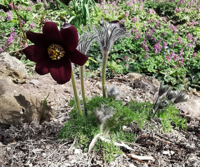IMG_20260406_121919_Pulsatilla rubra.jpg