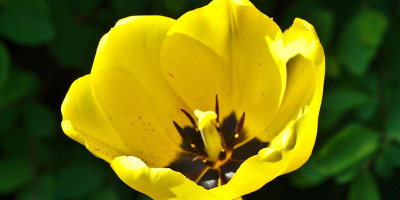 Tulpe gelb.jpg