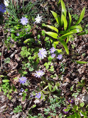 Anemone blanda