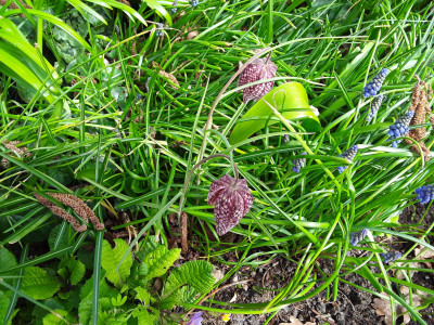 Fritillaria meleagris