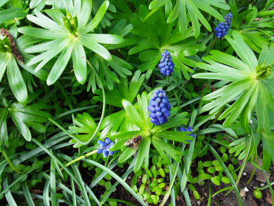 Muscari armeniacum