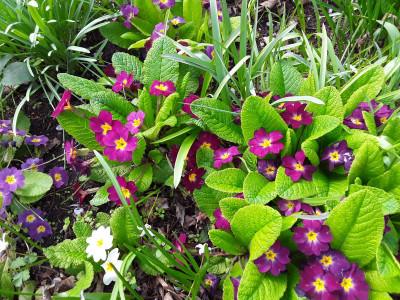 Primula vulgaris, weinrot