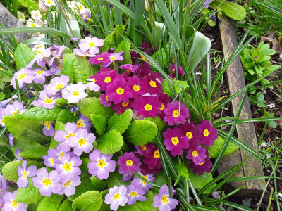 Primula vulgaris, bordeauxrot