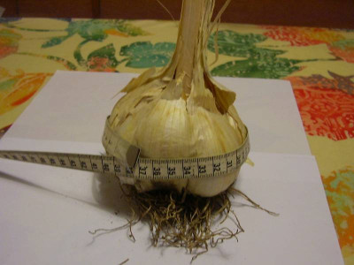 Knoblauch_Elefant_komprimiert.JPG