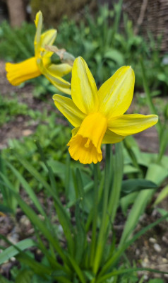 20260406_142906 Narcissus 'Mother Duck'.jpg