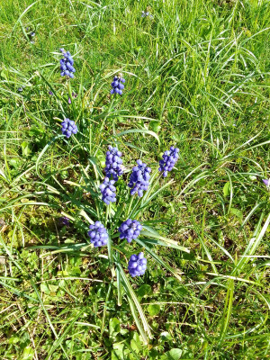 Muscari armeniacum