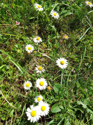 Gänseblümchen