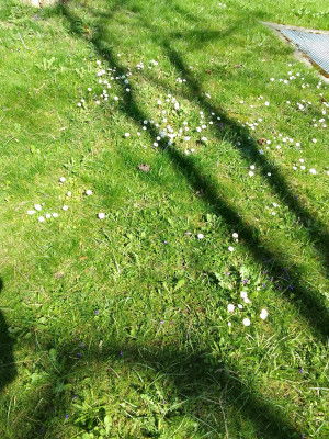 Gänseblümchen