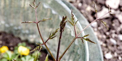 CLEMATIS VITICELLA VENOSA VIOLACEA 1.jpg
