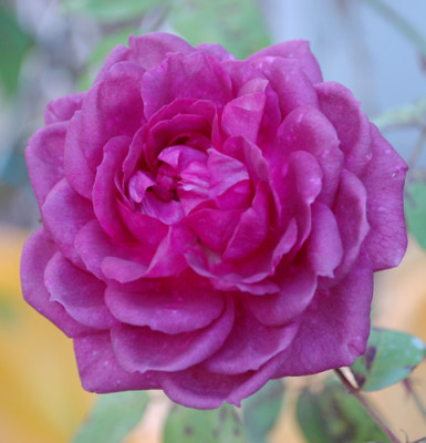 Reine_des_Violettes_0011__40086.jpg
