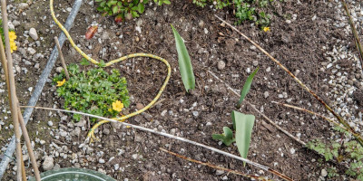 tulpe 1.jpg