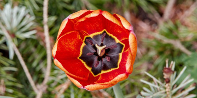tulpe 3.jpg