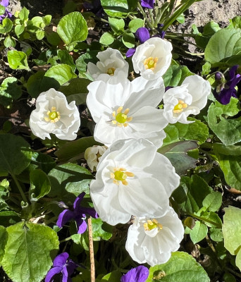 Jeffersonia dubia 'Alba'